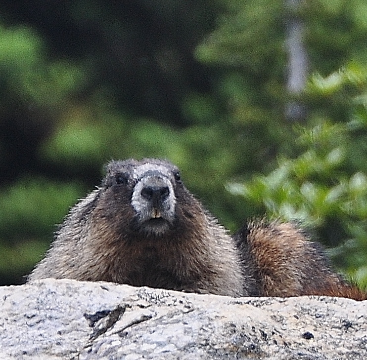 marmot on rock